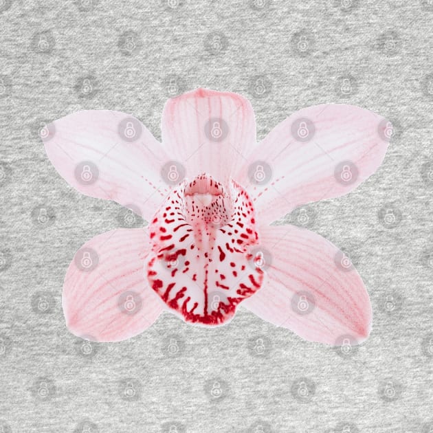 Light Pink Orchid Flower Element by ArtMorfic